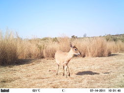 Image of Common Duiker