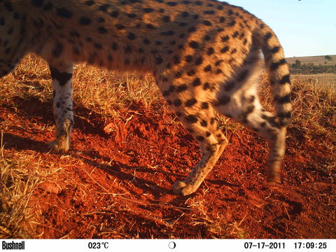 صورة Leptailurus Severtzov 1858