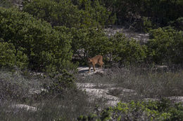 Image of Caracals