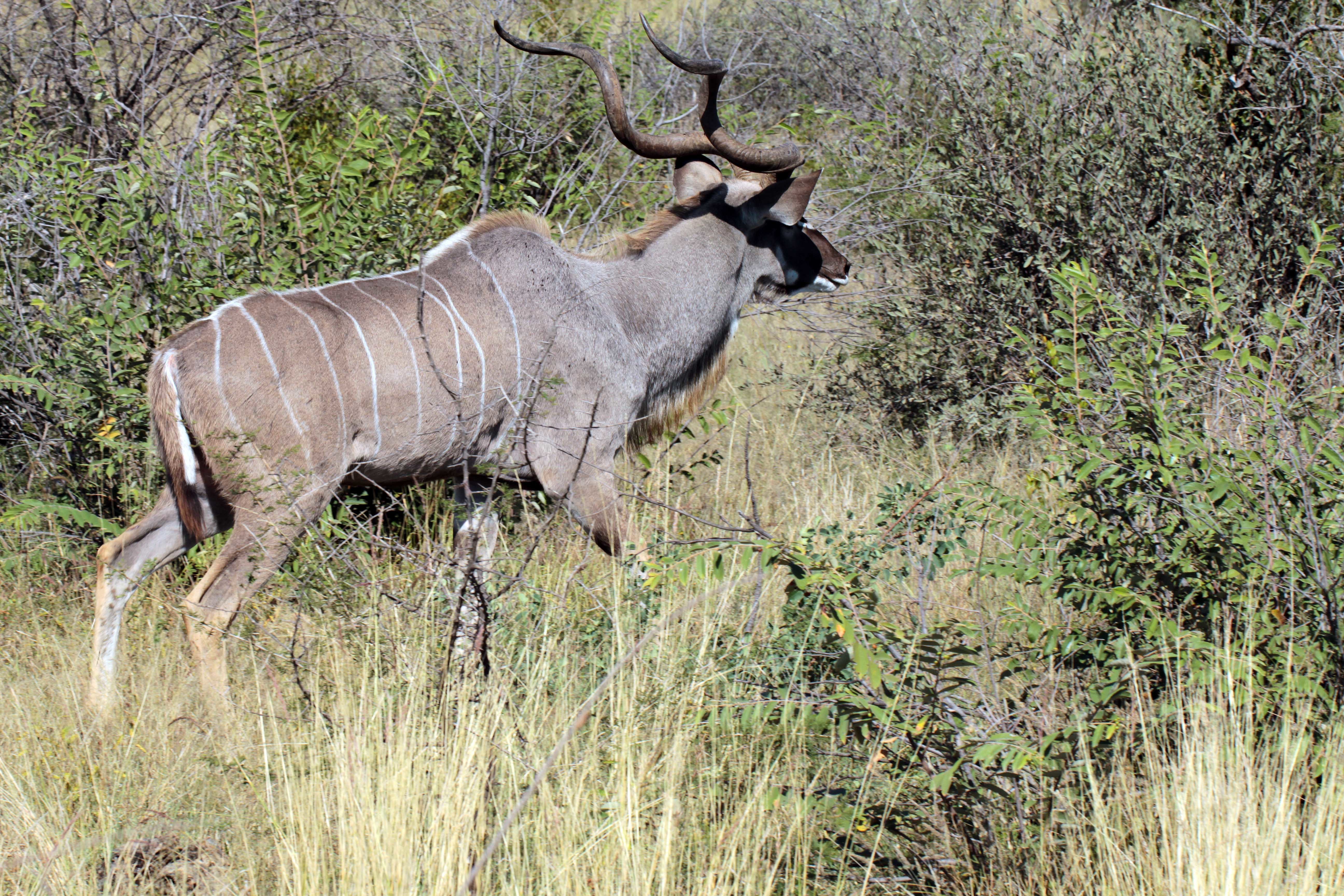 Image of Greater Kudu