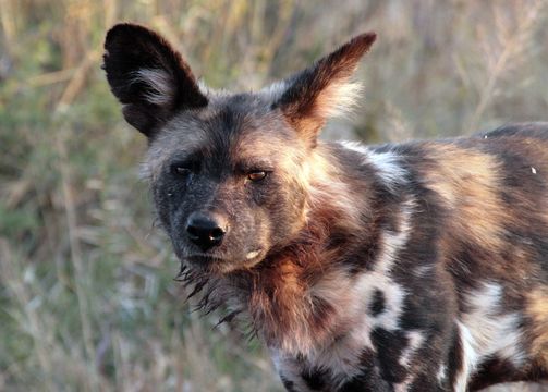 Image of African Hunting Dog