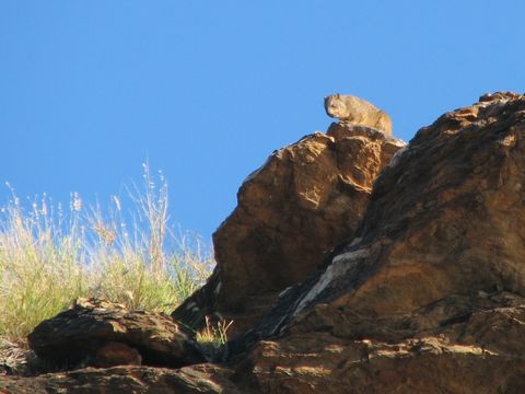 Image of Rock Hyrax