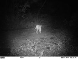 Image of Caracals