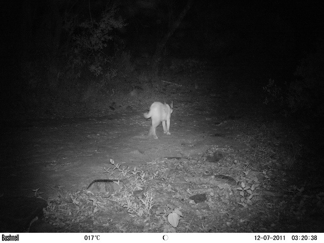 Image of Caracals