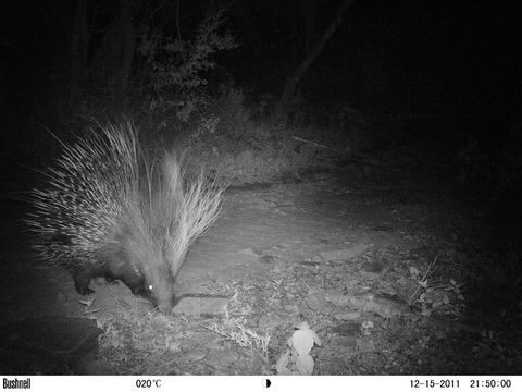 Image of African Porcupine