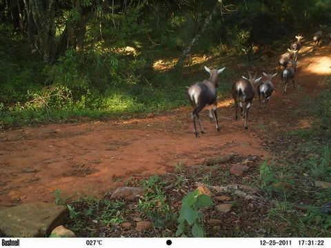 Image of Blesbok