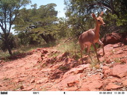 Image of Mountain Reedbuck