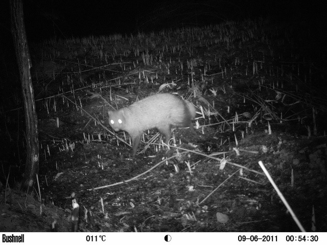 Image of White-tailed Mongoose