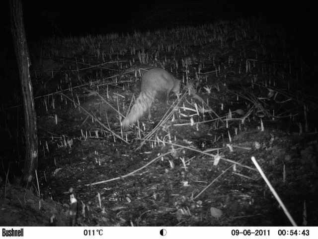 Image of White-tailed Mongoose