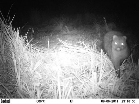 Image of White-tailed Mongoose