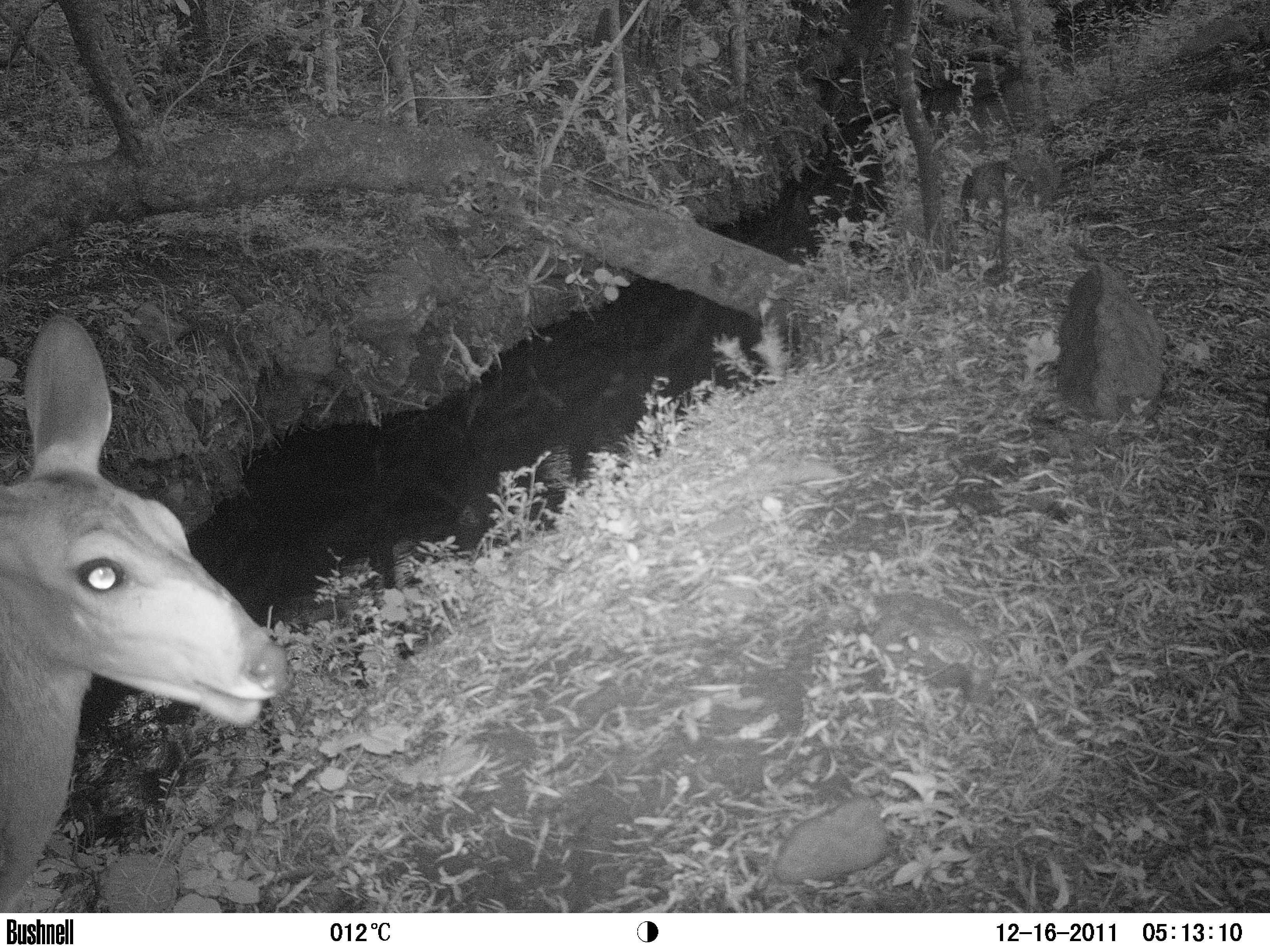 Image of Bushbuck