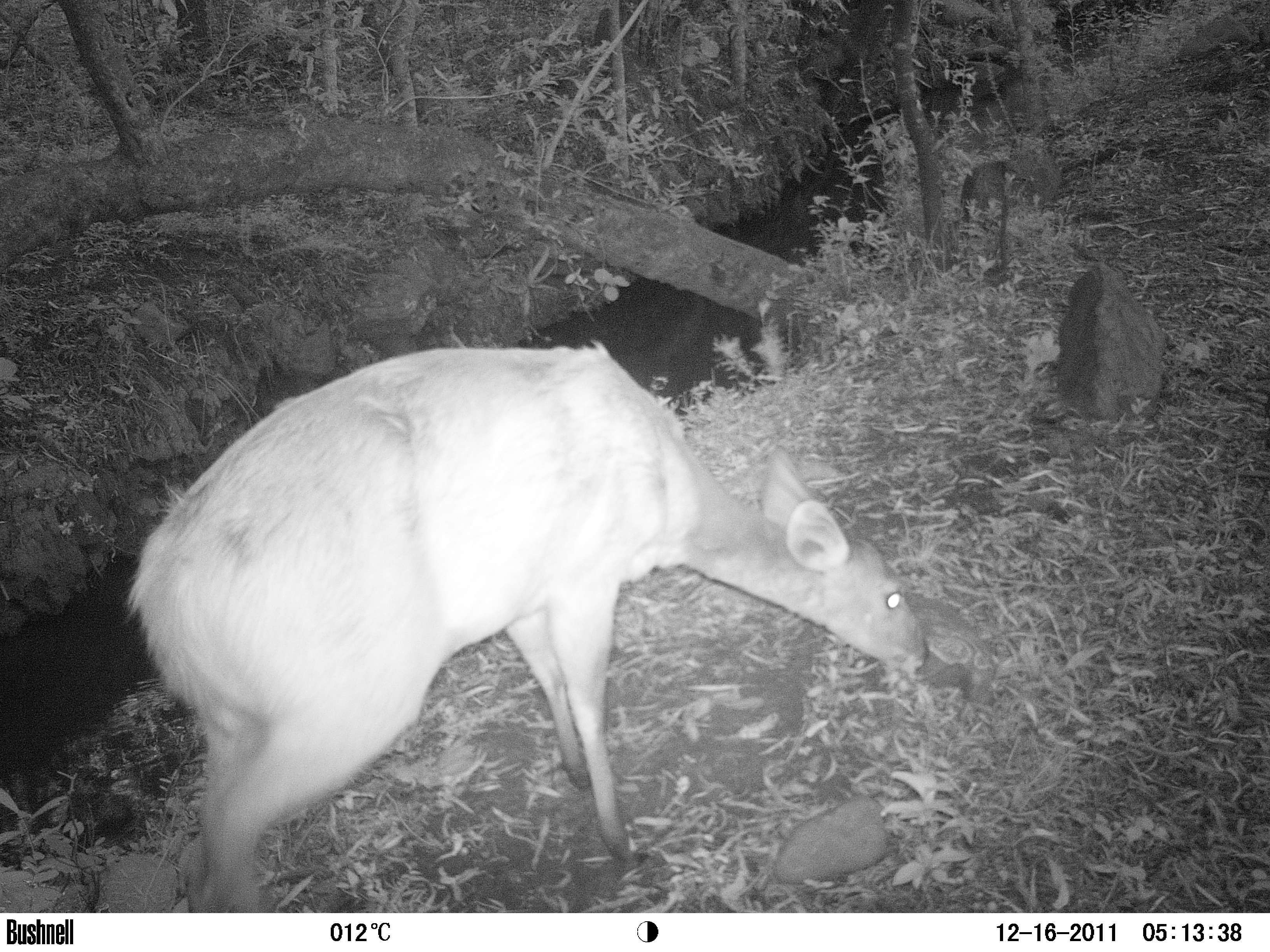 Image of Bushbuck