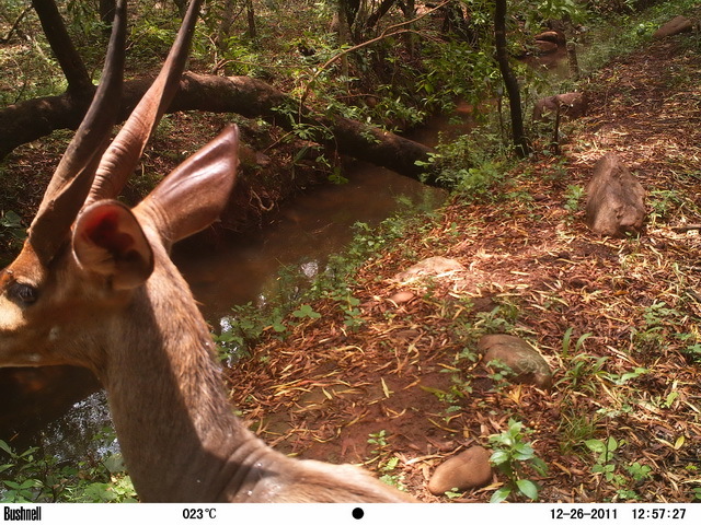 Image of Bushbuck