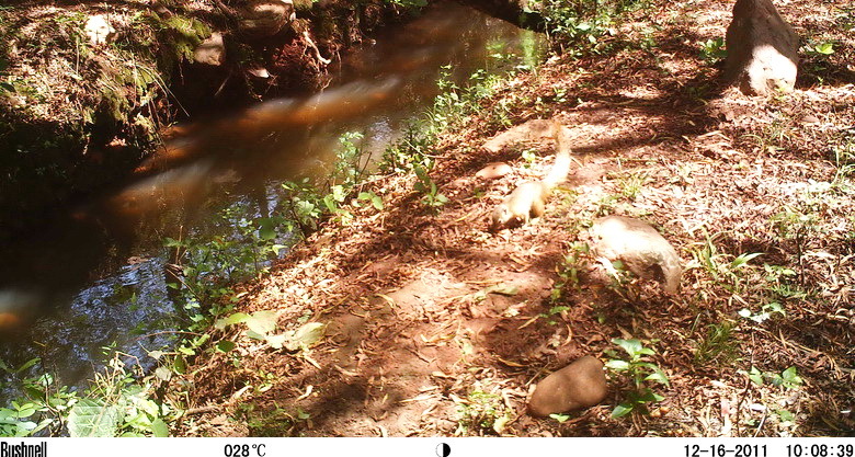 Image of Smith's Bush Squirrel