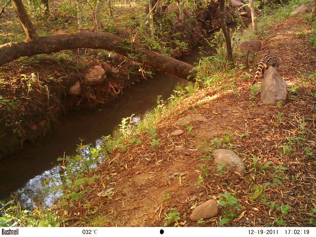 Image of Blotched Genet