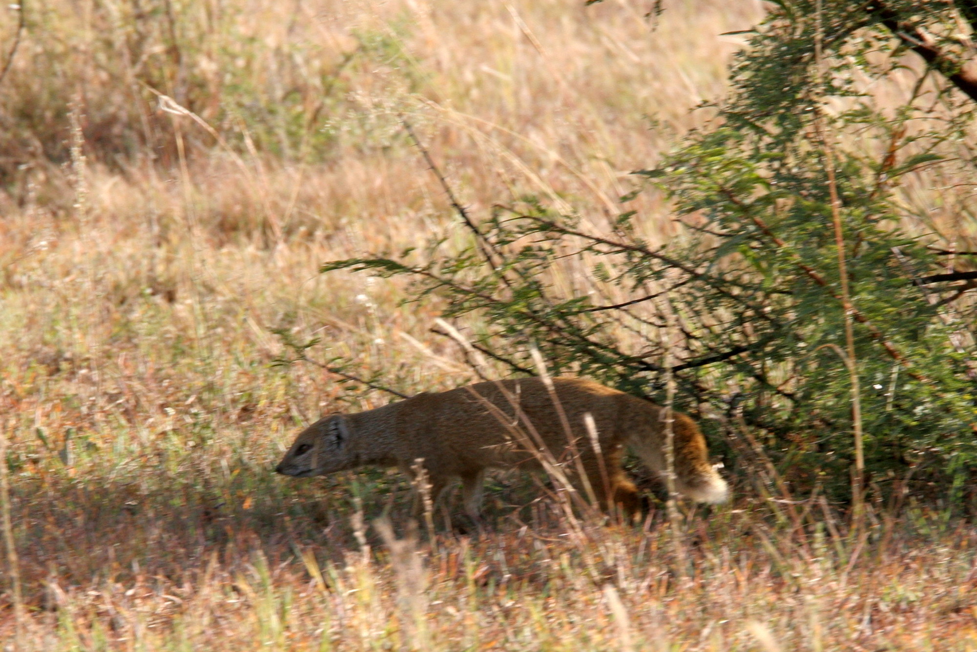 Image of Yellow Mongoose