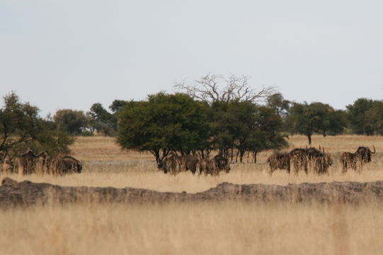 Image of Black Wildebeest