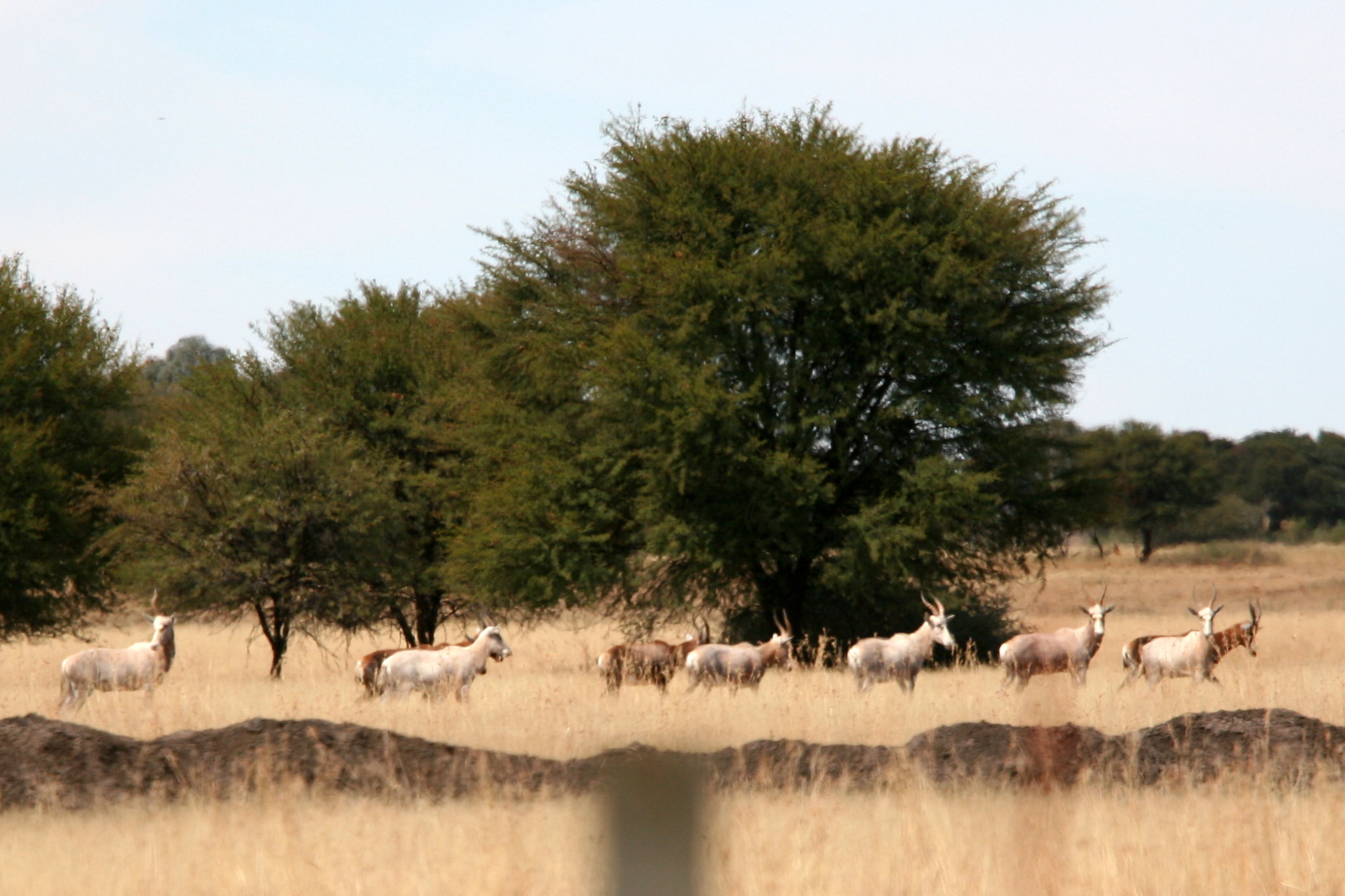 Image of Blesbok