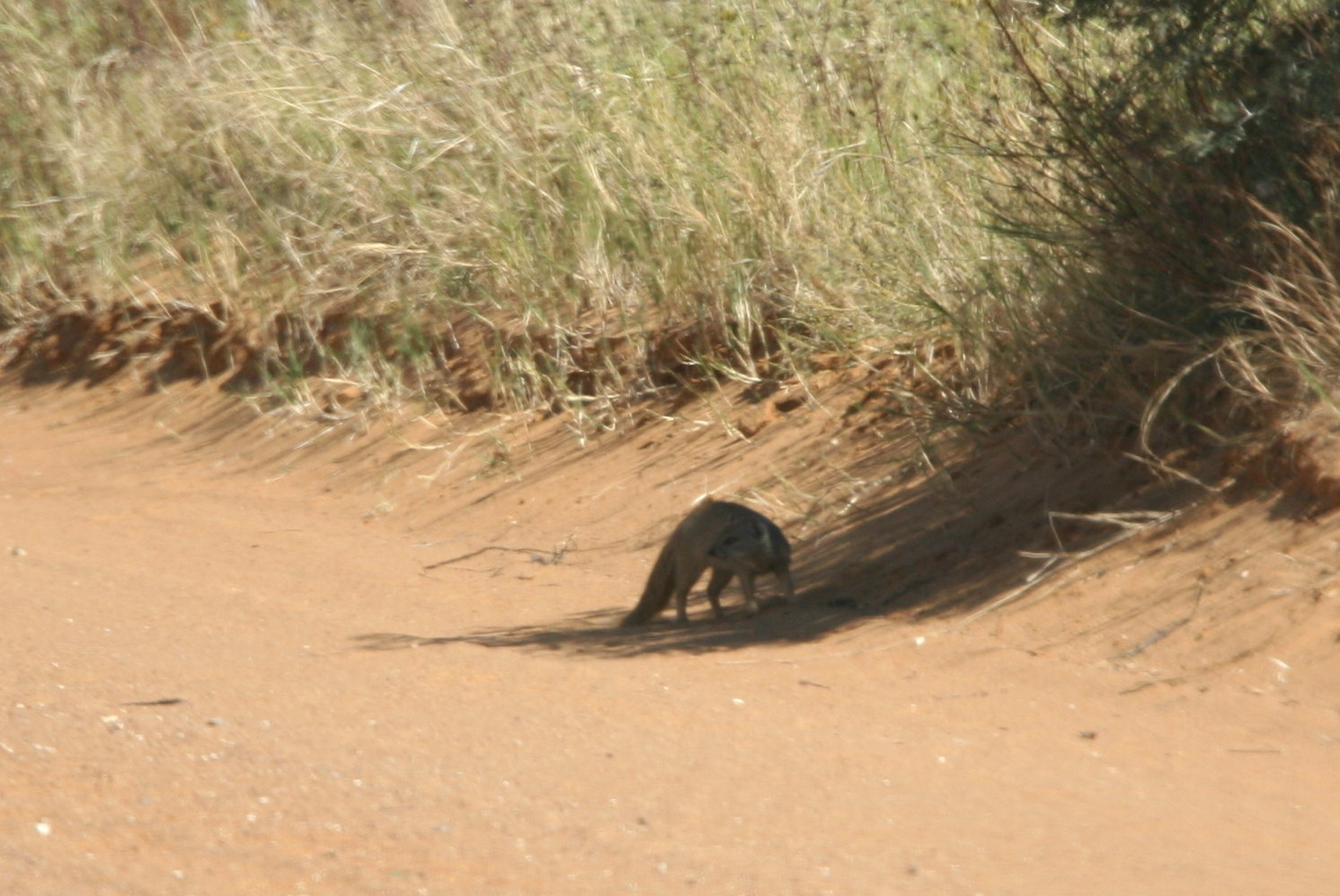 Image of Yellow Mongoose