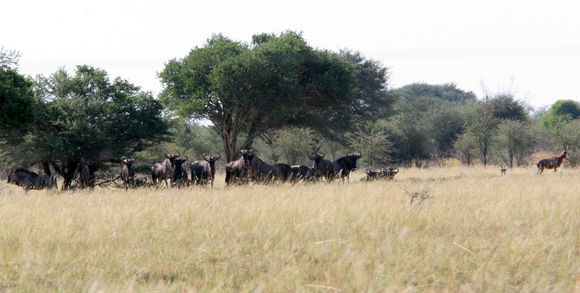 Image of Blesbok