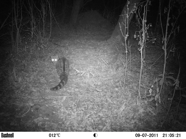 Image of Blotched Genet