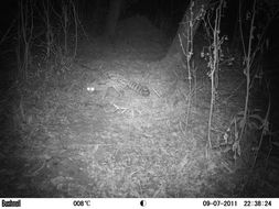 Image of Blotched Genet