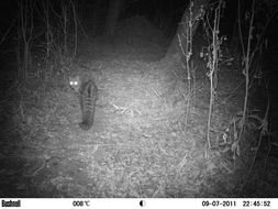 Image of Blotched Genet