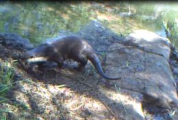 Image of African Clawless Otter