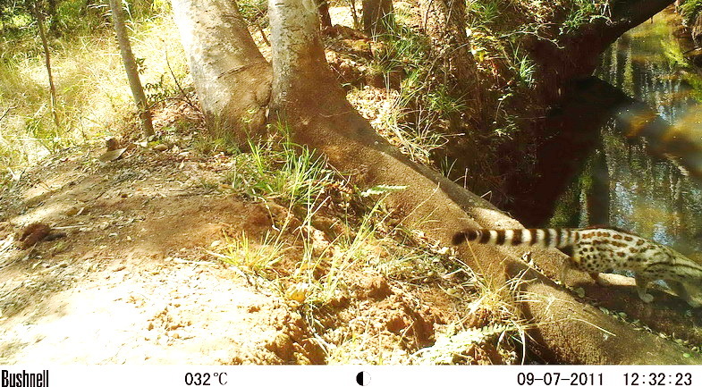 Image of Blotched Genet