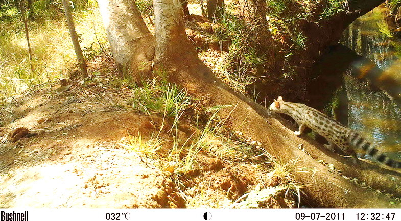 Image of Blotched Genet