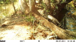 Image of Blotched Genet