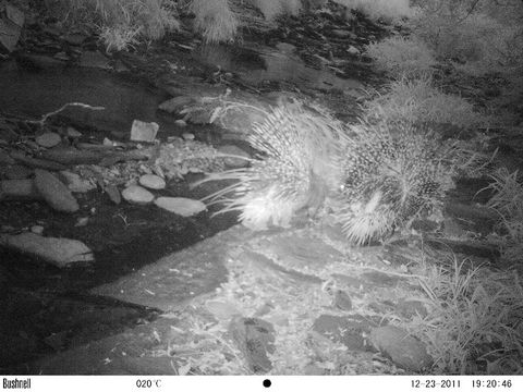 Image of African Porcupine