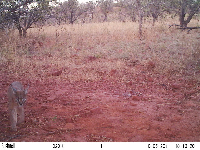 Image of Caracals