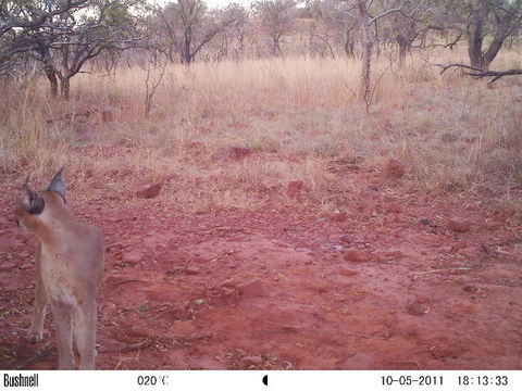 Image of Caracals