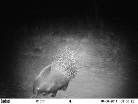 Image of African Porcupine