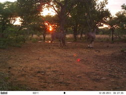 Image of Greater Kudu