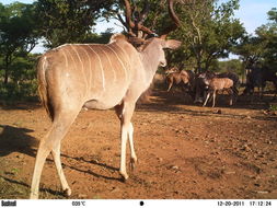 Image of Greater Kudu