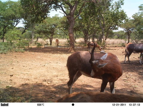 Image of Blesbok