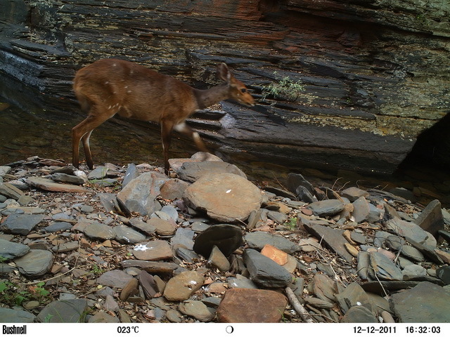 Image of Bushbuck