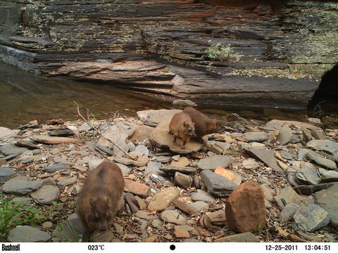 Image of Rock Hyrax