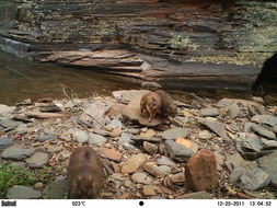 Image of Rock Hyrax