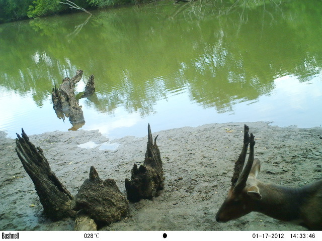 Image of Bushbuck