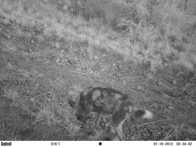 Image of African Hunting Dog