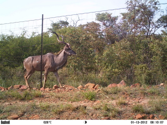 Image of Greater Kudu