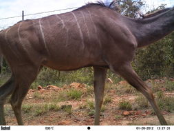 Image of Greater Kudu