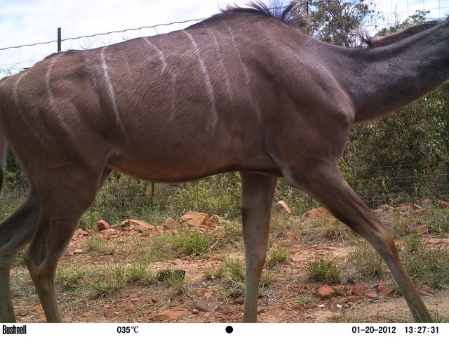 Image of Greater Kudu