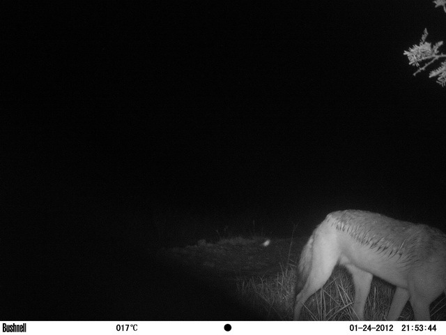 Image of Black-backed Jackal