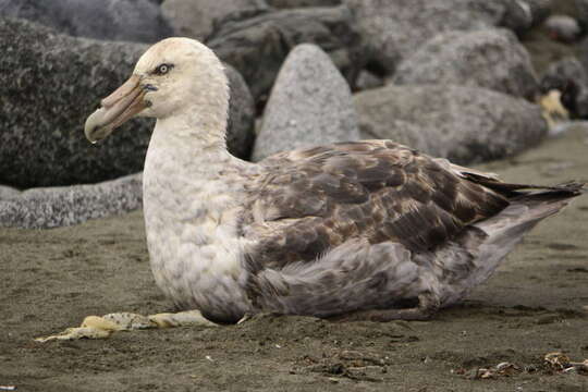 Image of Antarctic Giant-Petrel