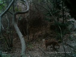 Image of Caracals