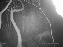 Image of Caracals